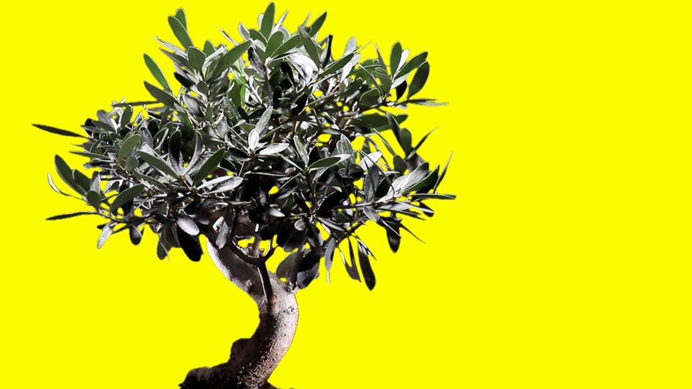 Claudio Zulian, 'El Olivo', 2010