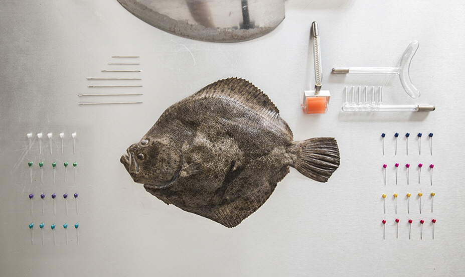 Bianca Kennedy & The Swan Collective, 'The Lives Beneath', 2018 