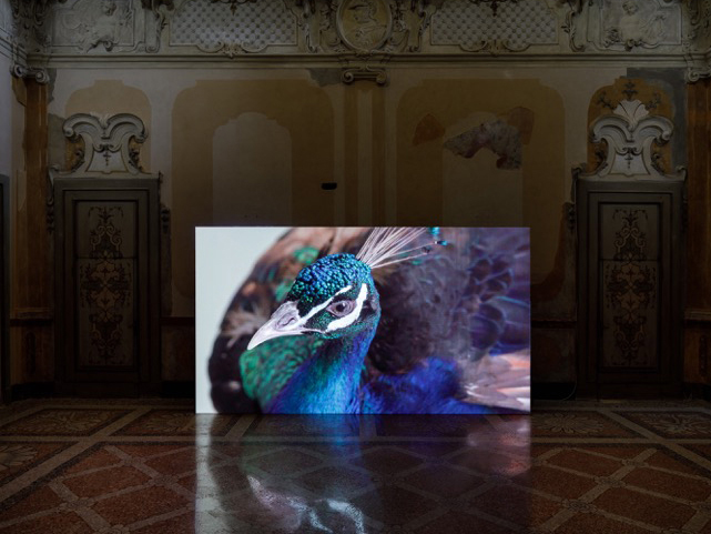 MASBEDO. For Beauty is just the beginning of terror