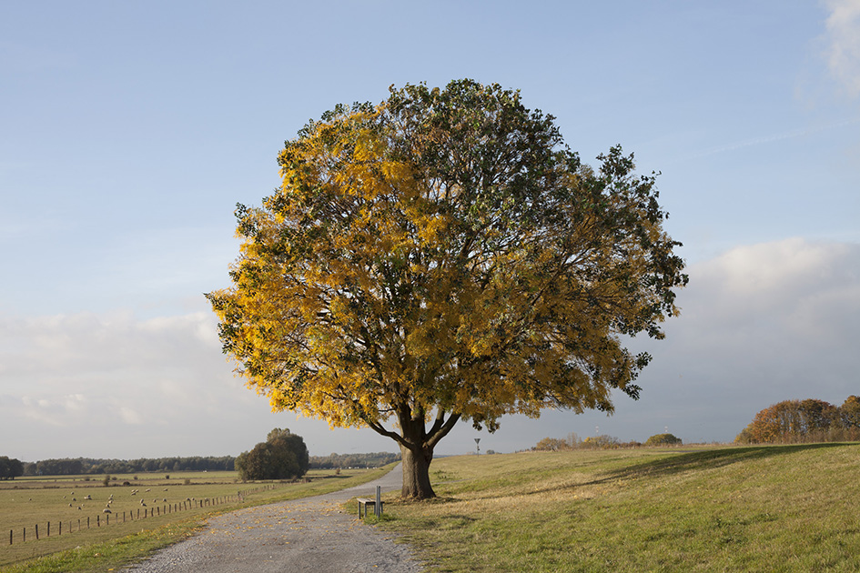Michael Stailstofer, 'Anti-Herbst', 2013