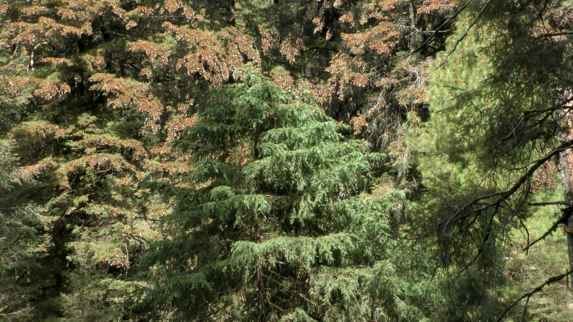 Jennifer Douzenel, 'Monarques', 2018