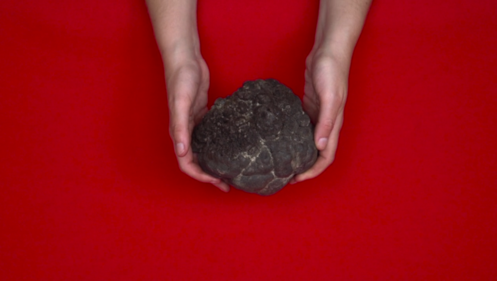 VIDEOCLOOP Curated Programmes