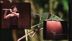 An Aleatory History of The Stick