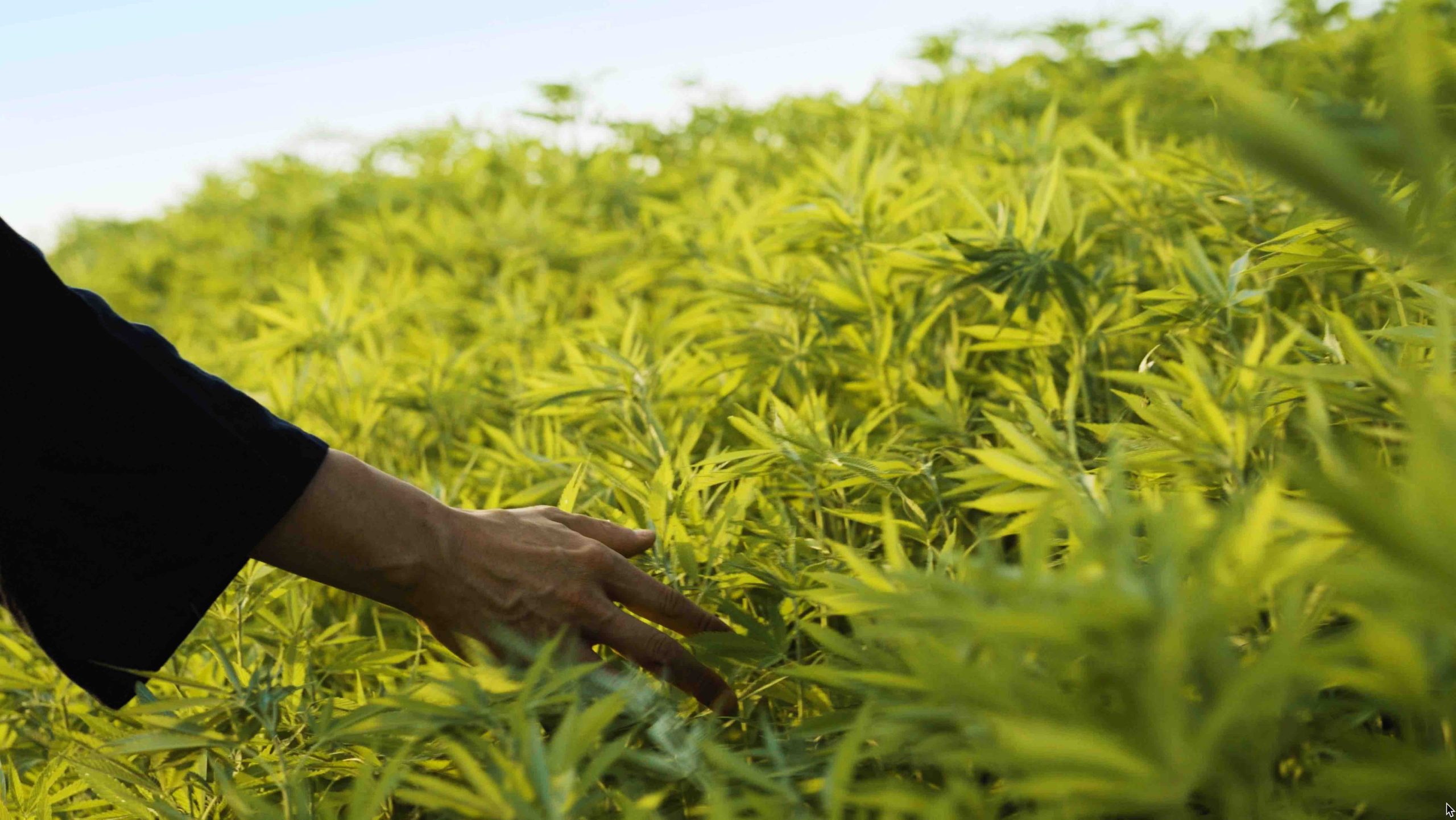 Human-Cannabis I & II – Sonnet 27 & ASA