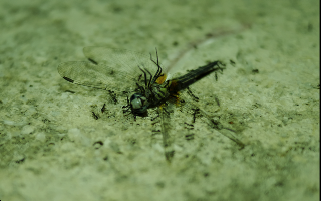 Cut from Liquid to Snake