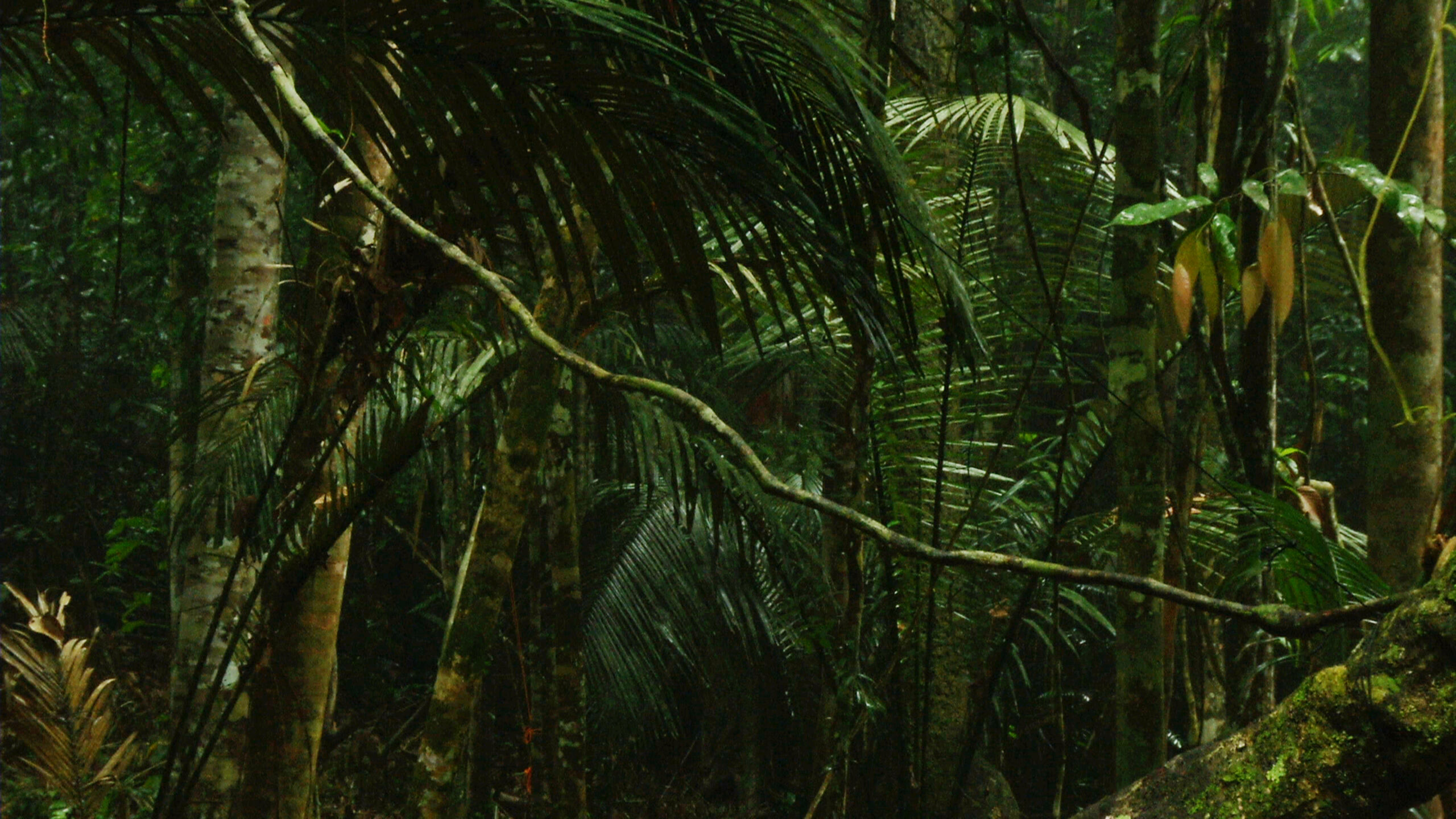 Still edicion forlandia 038