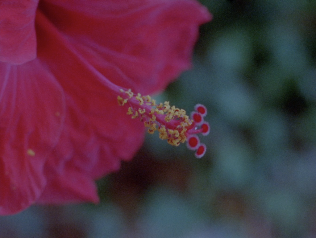 ¿Se puede deletrear la hoja? (Can you spell the leaf?)